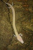 Olm (Proteus anguinus), a blind cave-dwelling amphibian, Slovenia