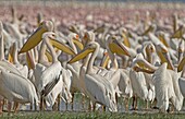 Great White Pelican (Pelecanus onocrotalus) colony, Lake Nakuru, Kenya