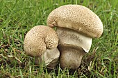 Slate Scaber Stalk (Leccinum duriusculum) mushroom, Middelburg, Netherlands
