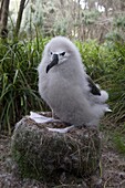 Yellow-nosed Albatross (Thalassarche chlororhynchos) chick on nest, Nightingale Island, Tristan da Cunha