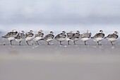 Sanderling (Calidris alba) sleeping on beach, Terschelling, Netherlands