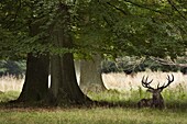Red Deer (Cervus elaphus) stag resting, Copenhagen, Denmark