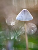 Milking Bonnet (Mycena galopus) mushroom, Soest, Netherlands