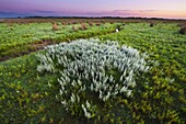 Sea Wormwood (Artemisia maritima) in coastal tidal marsh, Kwade Hoek, Netherlands