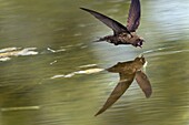 Common Swift (Apus apus) foraging with open bill over water's surface, Netherlands