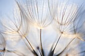 Meadow Salsify (Tragopogon pratensis) seeds, Kwade Hoek, Netherlands