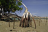 Mangrove stilt roots at low tide, Curaca