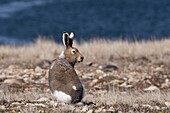 Arctic Hare (Lepus arcticus) on tundra, Victoria Island, Canada