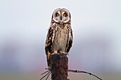 Short-eared Owl (Asio flammeus) on fence pole, Serooskerke, Netherlands