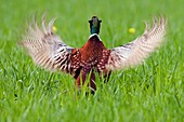 Ring-necked Pheasant (Phasianus colchicus) male flapping wings in courtship display, Zutphen, Netherlands