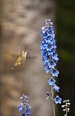 Ruby-throated Hummingbird (Archilochus colubris) feeding on Larkspur (Delphinium sp), Banff National Park, Canada