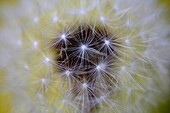 Dandelion (Taraxacum officinale) achene with attached seeds, Harfsen, Netherlands