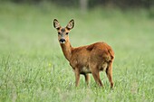 Western Roe Deer (Capreolus capreolus) in a meadow, Haaksbergen, Netherlands
