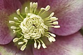 Christmas-rose (Helleborus niger) stamens, Middelburg, Netherlands