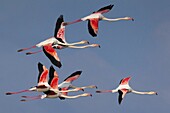 European Flamingo (Phoenicopterus roseus) group flying, Florence, Italy