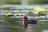 Coot (Fulica atra) chick, Oostvoorne, Netherlands