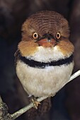 Collared Puffbird (Bucco capensis), Guyana