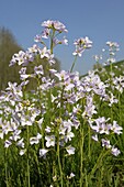 Cuckoo Flower (Cardamine pratensis) blooming, Kil van Hurwenen, Netherlands