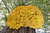 Chicken of the Woods (Laetiporus sulphureus) mushroom cluster on a willow in a city park, Deventer, Netherlands