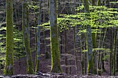 European Beech (Fagus sylvatica) forest in spring, Belgium
