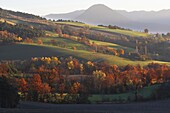 Bocage landscape, Vercors Regional Natural Park, France