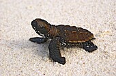 Hawksbill Sea Turtle (Eretmochelys imbricata) hatchling on sand, Cousin Island, Seychelles