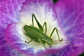 Speckled Bush Cricket (Leptophyes punctatissima) on a Hydrangea (Hydrangea sp) flower, Middelburg, Netherlands