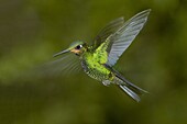 Green-crowned Brilliant (Heliodoxa jacula) flying, Monteverde, Costa Rica