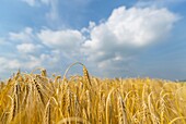 Two-rowed Barley (Hordeum vulgare) field ripe for harvesting