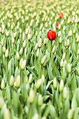 Tulip (Tulipa sp) field, Lisse, Netherlands