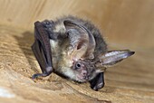Brown Big-eared Bat (Plecotus auritus) in a church loft, Weert, Netherlands
