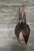 Greater Horseshoe Bat (Rhinolophus ferrumequinum) hibernating in concrete bunker, France