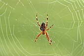 Garden Spider (Araneus diadematus) in its web, Middelburg, Netherlands