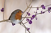 European Robin (Erithacus rubecula), Utrecht, Netherlands