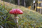 Fly Agaric (Amanita muscaria) mushroom, Bavaria, Germany