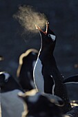 Gentoo Penguin (Pygoscelis papua) calling with visible breath, Antarctica
