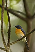 Large-billed Blue-Flycatcher (Cyornis caerulatus) male, Tawau Hills Park, Sabah, Borneo, Malaysia