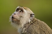 Long-tailed Macaque (Macaca fascicularis) female alertly looking up, Tawau Hills Park, Sabah, Borneo, Malaysia