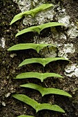 Vine climbing up tree trunk in lowland rainforest, Tawau Hills Park, Sabah, Borneo, Malaysia