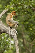 Proboscis Monkey (Nasalis larvatus) female in tree, Sabah, Borneo, Malaysia