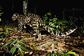 Sunda Clouded Leopard (Neofelis diardi) male in lowland rainforest at night, Tawau Hills Park, Sabah, Borneo, Malaysia