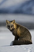 Red Fox (Vulpes vulpes) cross fox, Alaska