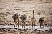 Ostrich (Struthio camelus) chicks drinking, Kgalagadi Transfrontier Park, South Africa