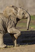 African Elephant (Loxodonta africana) calf, native to Africa