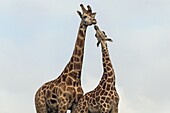 Rothschild Giraffe (Giraffa camelopardalis rothschildi) pair courting, native to Africa