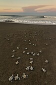 Olive Ridley Sea Turtle (Lepidochelys olivacea) hatchlings making their way to the sea after emerging from eggs, Ostional Beach, Costa Rica
