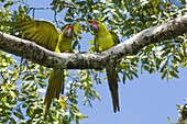 Great Green Macaw (Ara ambigua) pair in tree, native to Central and South America