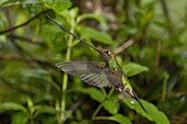 Sword-billed Hummingbird (Ensifera ensifera) flying, Napo, Ecuador