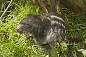 Branick's Giant Rat (Dinomys branickii), native to South America