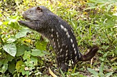 Branick's Giant Rat (Dinomys branickii) feeding on vegetation, native to South America